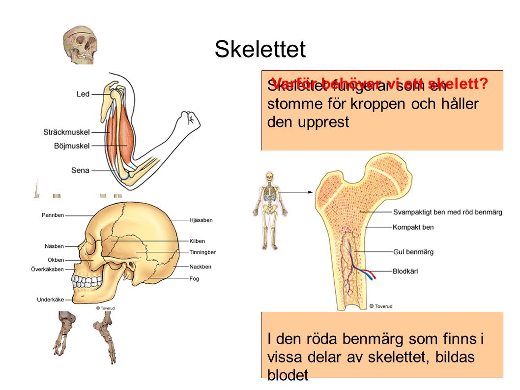 Skelettet Skelettet fungerar som en stomme för kroppen och håller den upprest Det fungerar också som fästen för muskler Skelettet skyddar hjärnan och våra inre organ...