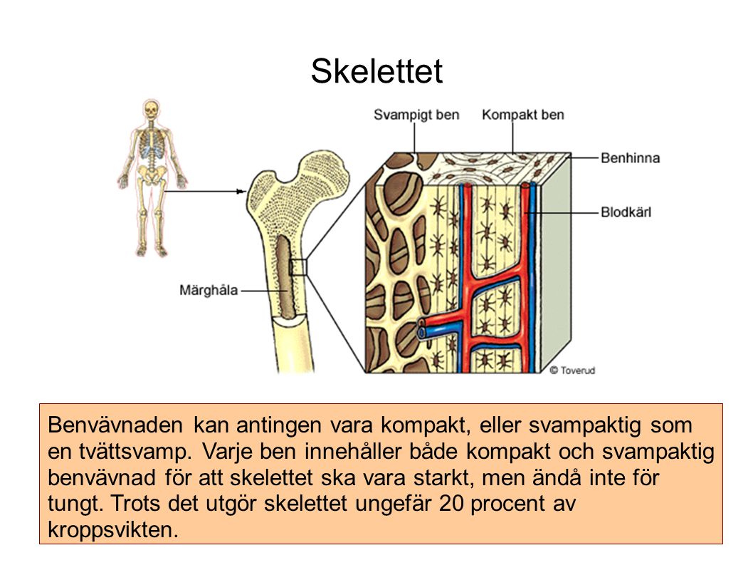 Skelettet Benvävnaden kan antingen vara kompakt, eller svampaktig som en tvättsvamp.