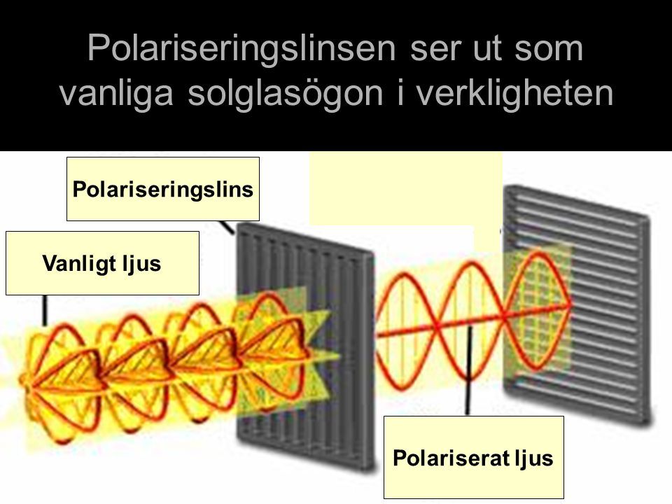 Polariseringslinsen ser ut som vanliga solglasögon i verkligheten Vanligt ljus Polariseringslins Polariserat ljus