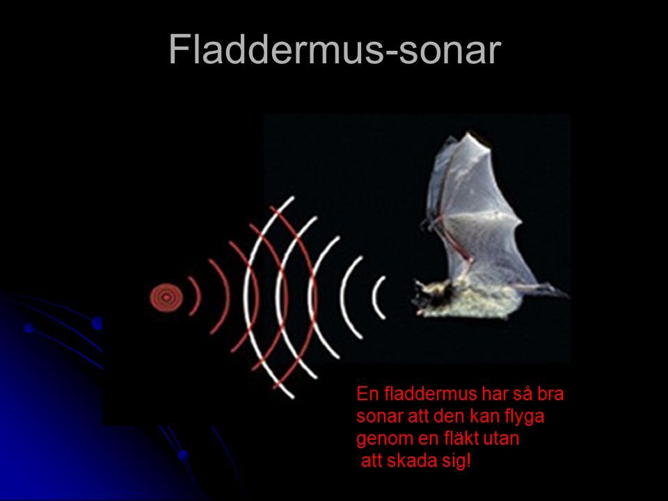Fladdermus-sonar En fladdermus har så bra sonar att den kan flyga genom en fläkt utan att skada sig!