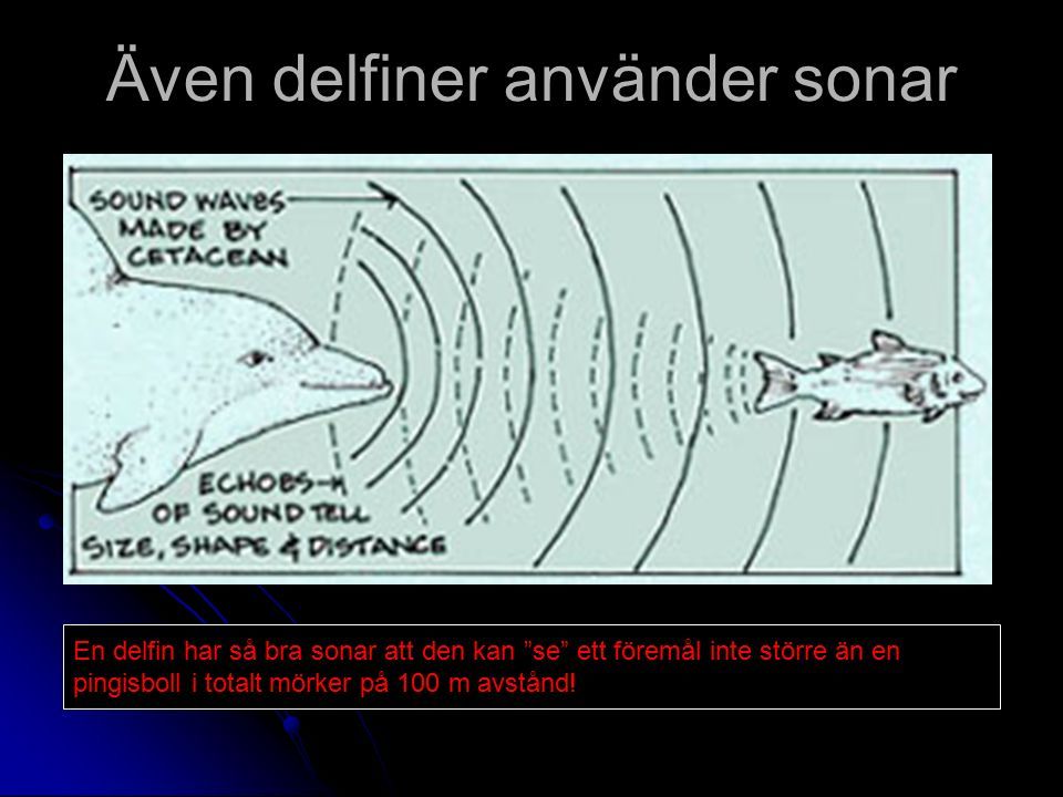 Även delfiner använder sonar En delfin har så bra sonar att den kan se ett föremål inte större än en pingisboll i totalt mörker på 100 m avstånd!