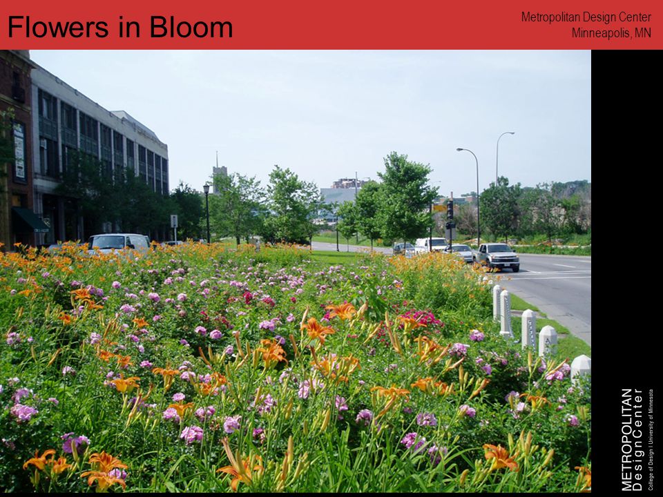 Flowers in Bloom Metropolitan Design Center Minneapolis, MN