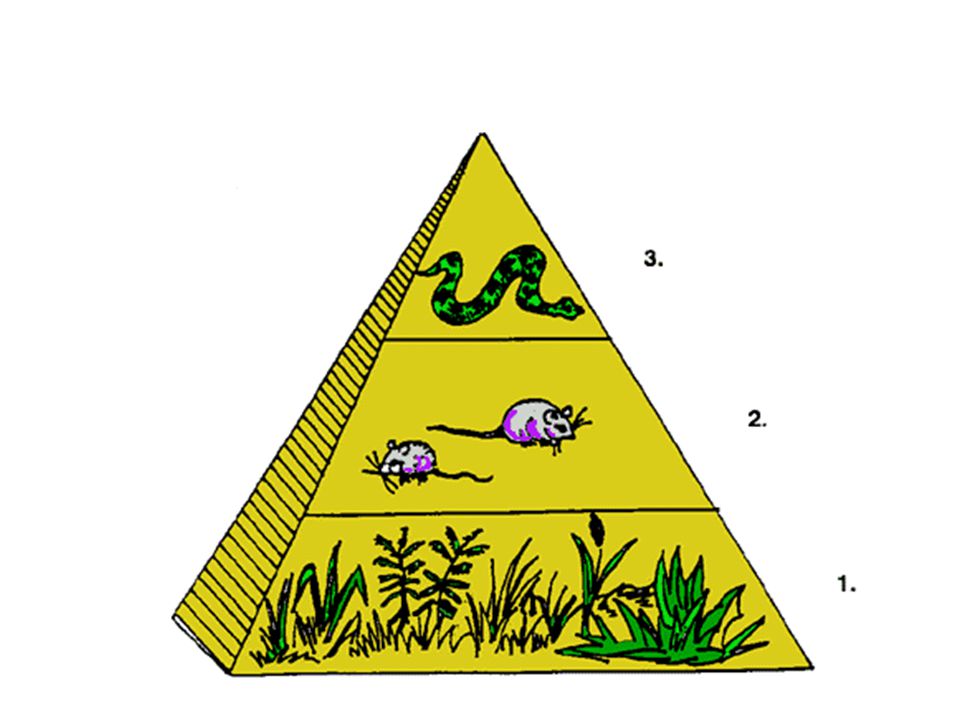 Экологическая пирамида биоценоза. Экологическая пирамида Элтона. Пустыня экологическая пирамида. Пирамида биомасс пустыни.