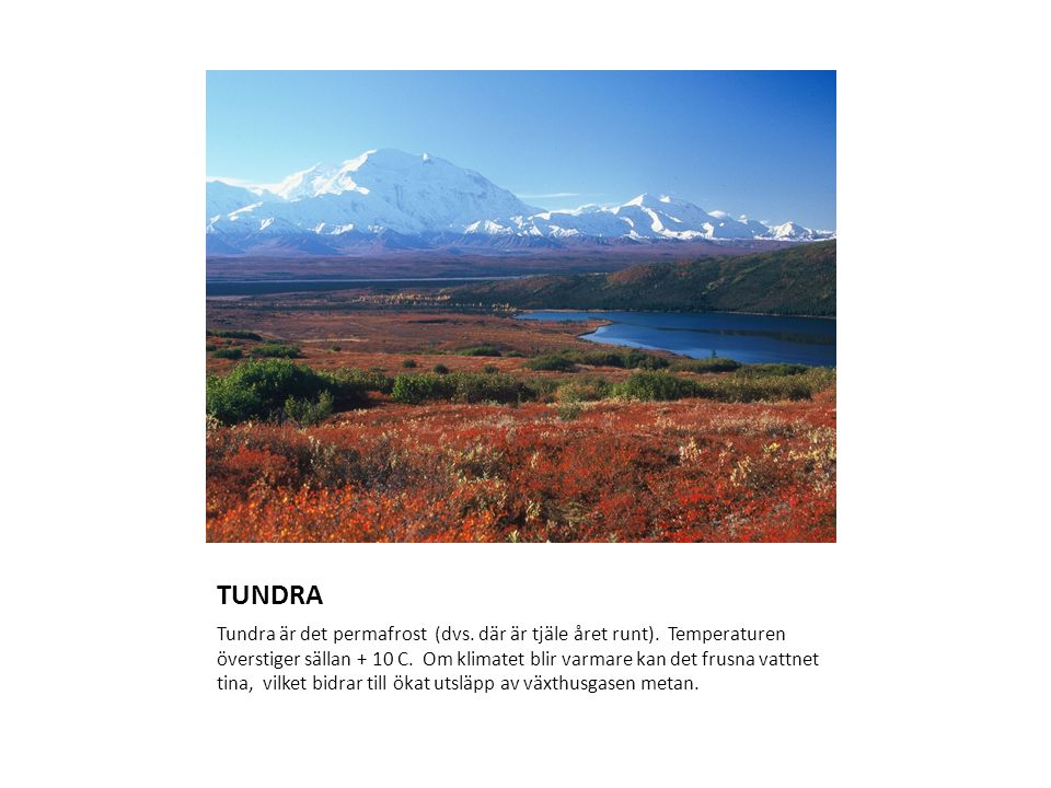 TUNDRA Tundra är det permafrost (dvs. där är tjäle året runt).