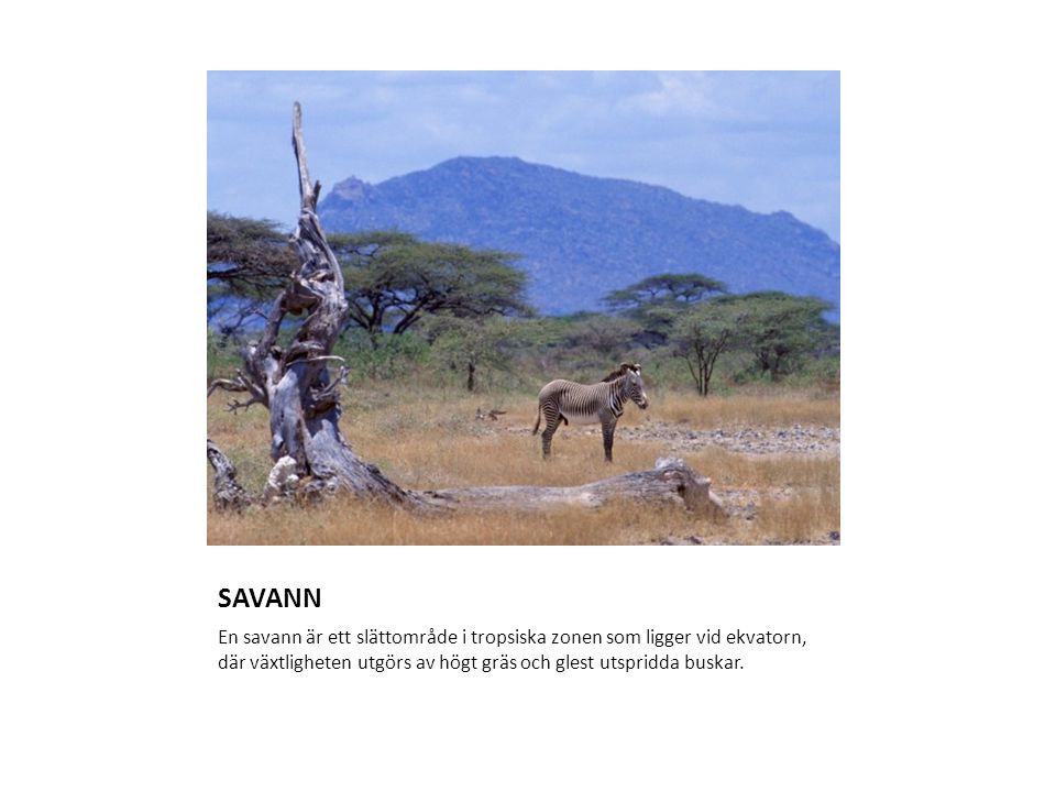 SAVANN En savann är ett slättområde i tropsiska zonen som ligger vid ekvatorn, där växtligheten utgörs av högt gräs och glest utspridda buskar.