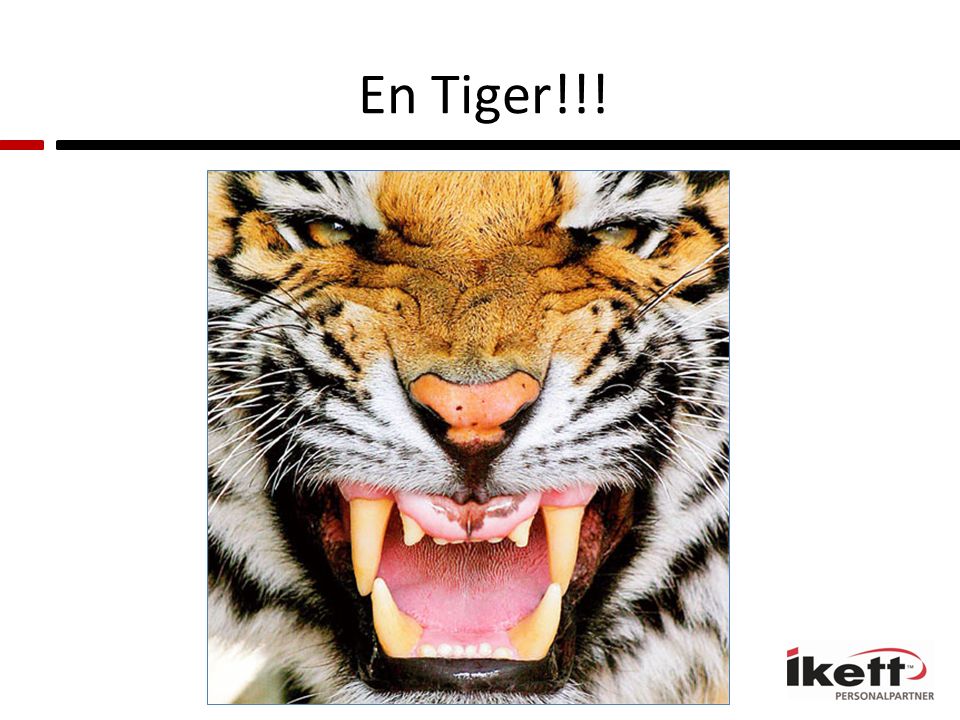 En Tiger!!!
