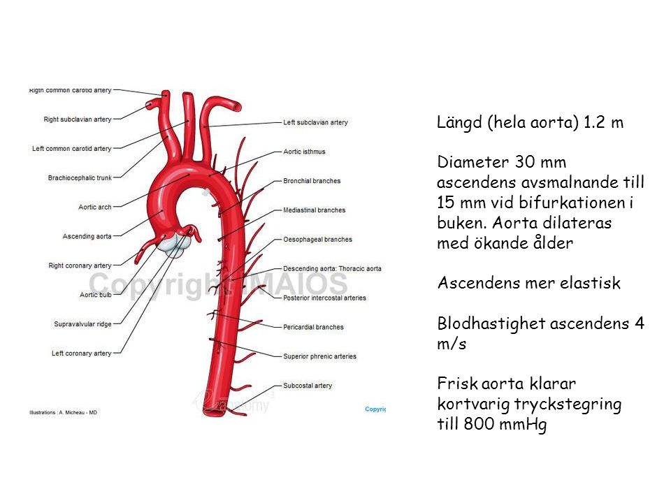 Längd (hela aorta) 1.2 m Diameter 30 mm ascendens avsmalnande till 15 mm vid bifurkationen i buken.