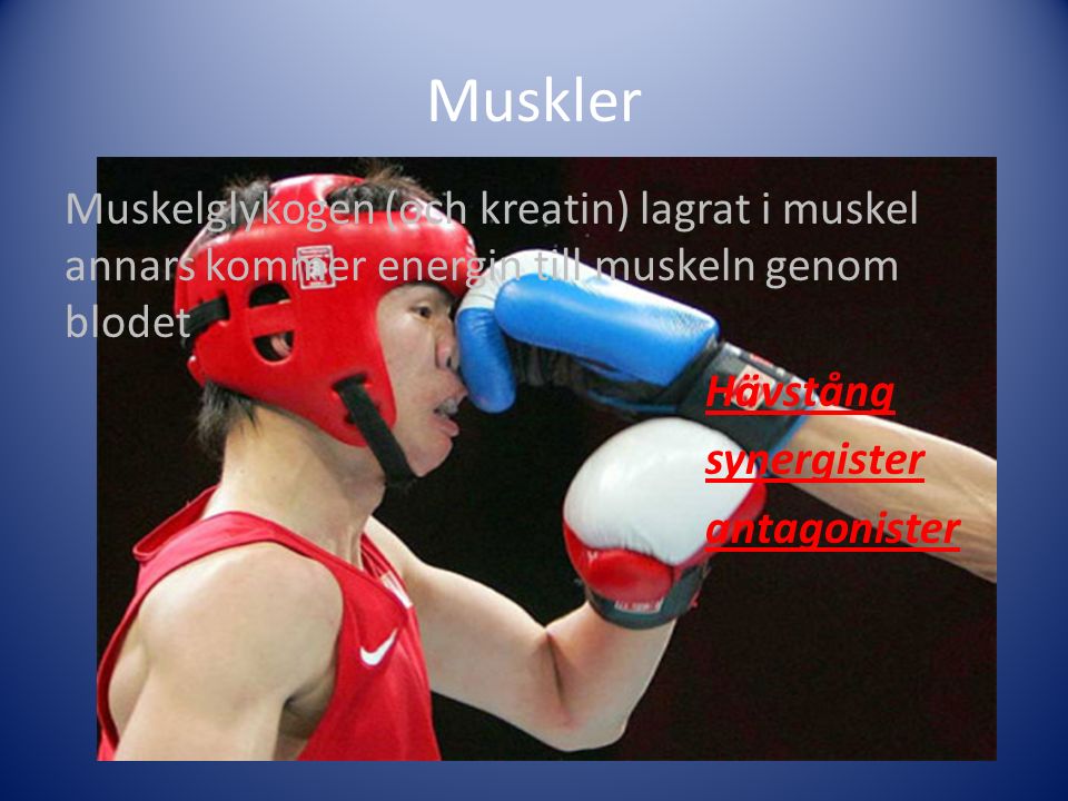 Muskler Muskelglykogen (och kreatin) lagrat i muskel annars kommer energin till muskeln genom blodet Hävstång synergister antagonister