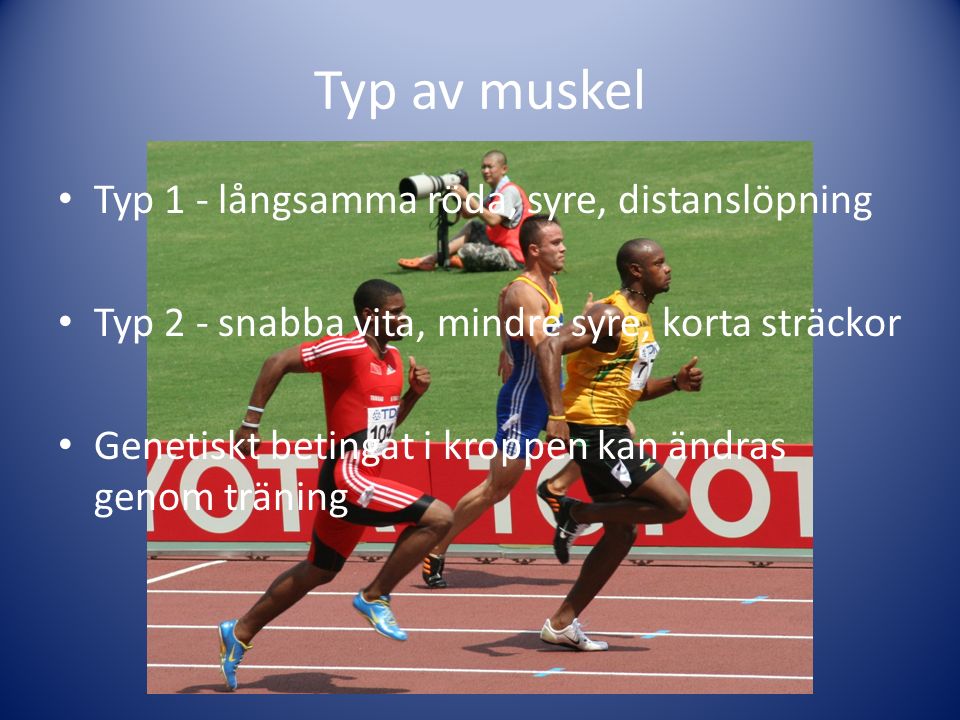 Typ av muskel Typ 1 - långsamma röda, syre, distanslöpning Typ 2 - snabba vita, mindre syre, korta sträckor Genetiskt betingat i kroppen kan ändras genom träning
