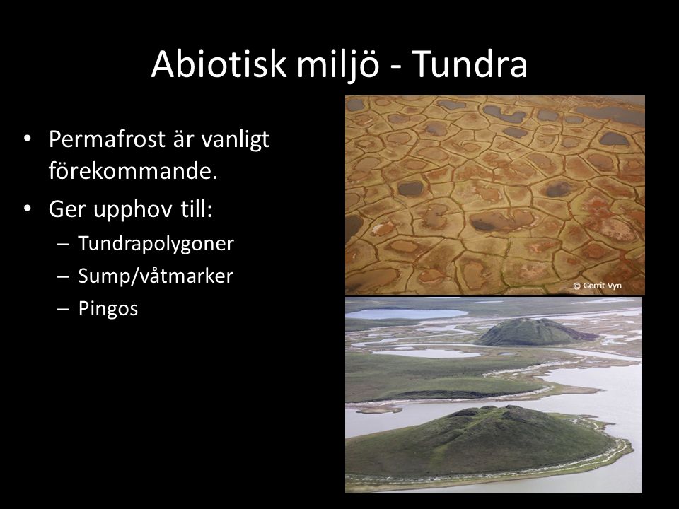 Abiotisk miljö - Tundra Permafrost är vanligt förekommande.