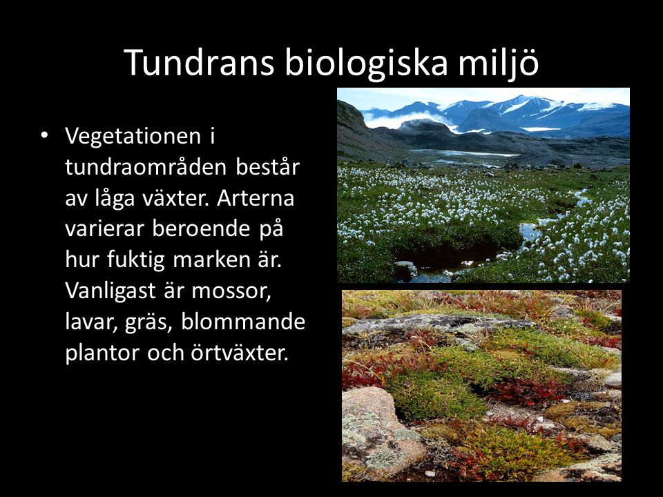 Tundrans biologiska miljö Vegetationen i tundraområden består av låga växter.
