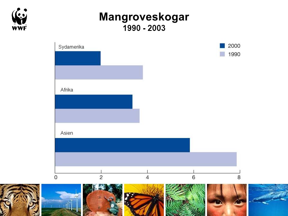 Mangroveskogar Sydamerika Afrika Asien