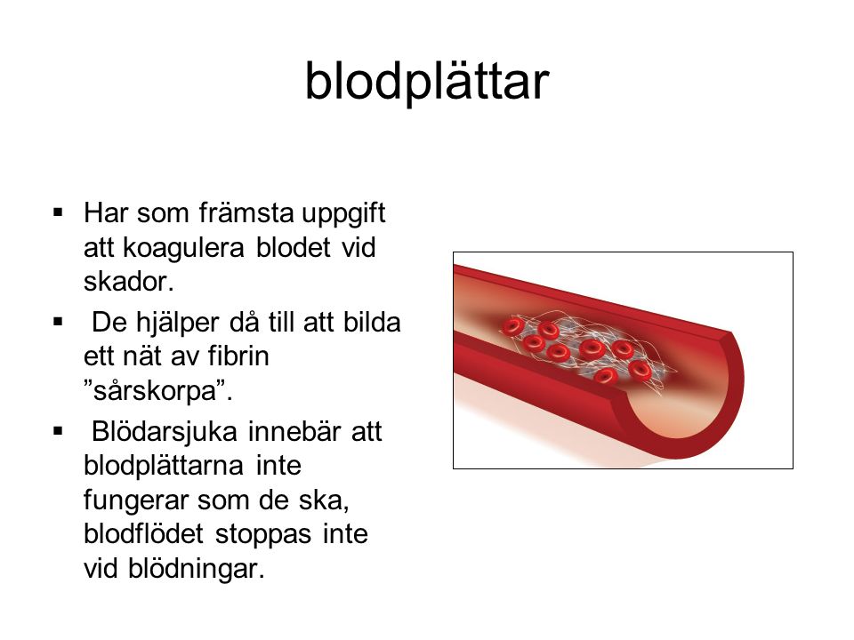 blodplättar  Har som främsta uppgift att koagulera blodet vid skador.