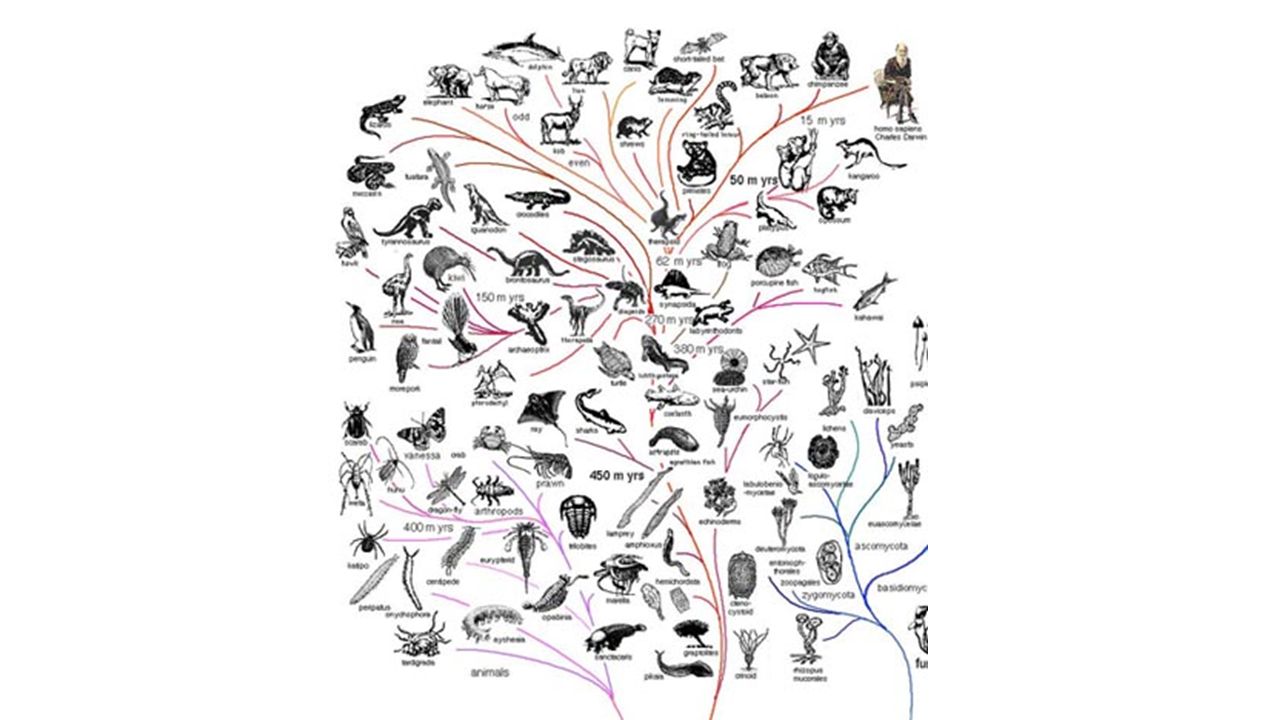 Эволюция древа 181. Филогенетическое дерево Дарвина. Эволюционное Древо жизни человека. Эволюционное Древо Дарвина. Ветви эволюции животных.