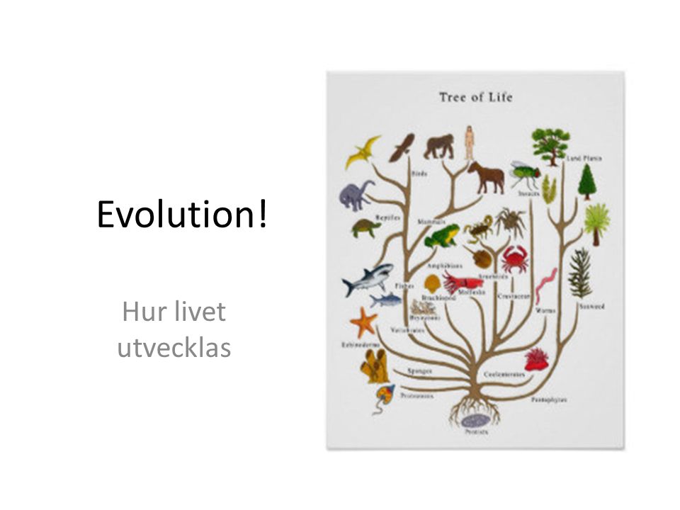 Evolution! Hur livet utvecklas