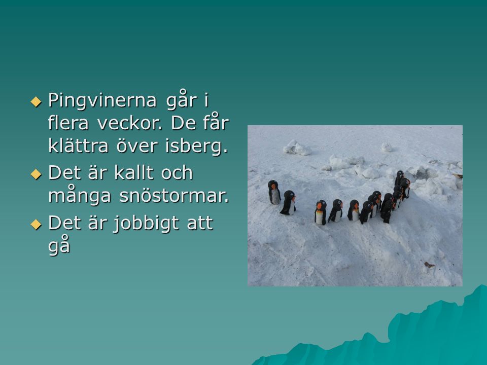  Pingvinerna går i flera veckor. De får klättra över isberg.