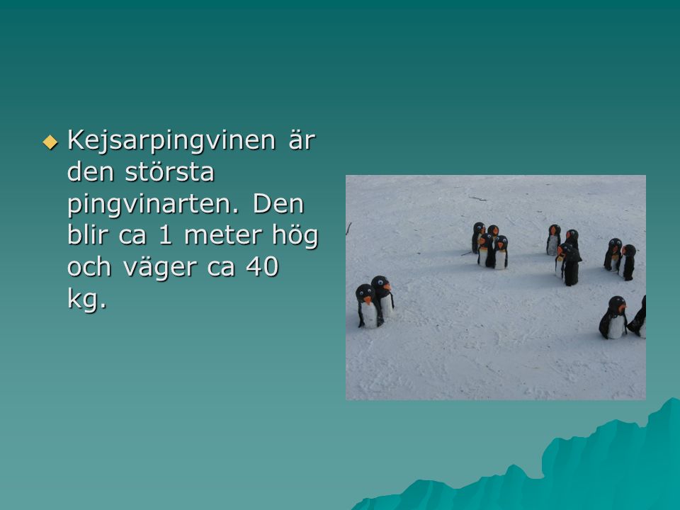  Kejsarpingvinen är den största pingvinarten. Den blir ca 1 meter hög och väger ca 40 kg.