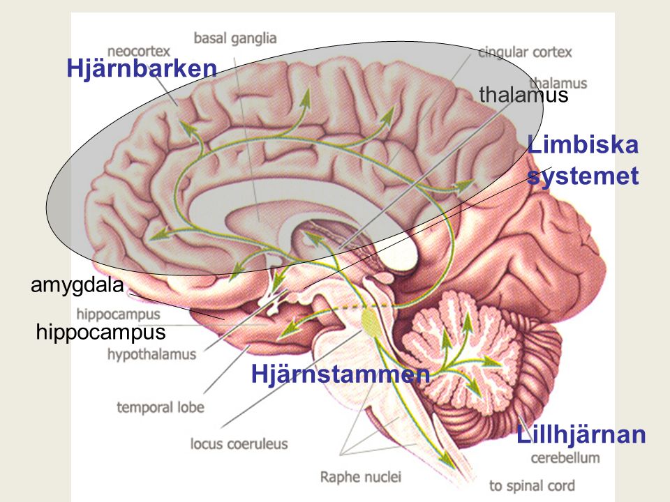 thalamus hippocampus Hjärnbarken Lillhjärnan amygdala Hjärnstammen Limbiska systemet