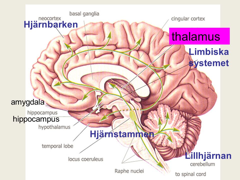 thalamus hippocampus Hjärnbarken Lillhjärnan amygdala Hjärnstammen Limbiska systemet