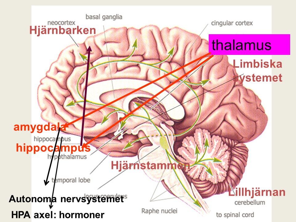 thalamus hippocampus Hjärnbarken Lillhjärnan amygdala Hjärnstammen Limbiska systemet Autonoma nervsystemet HPA axel: hormoner