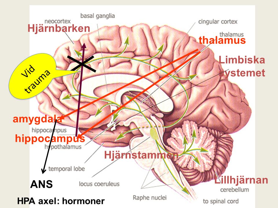thalamus hippocampus Hjärnbarken Lillhjärnan amygdala Hjärnstammen Limbiska systemet Vid trauma ANS HPA axel: hormoner Vid trauma