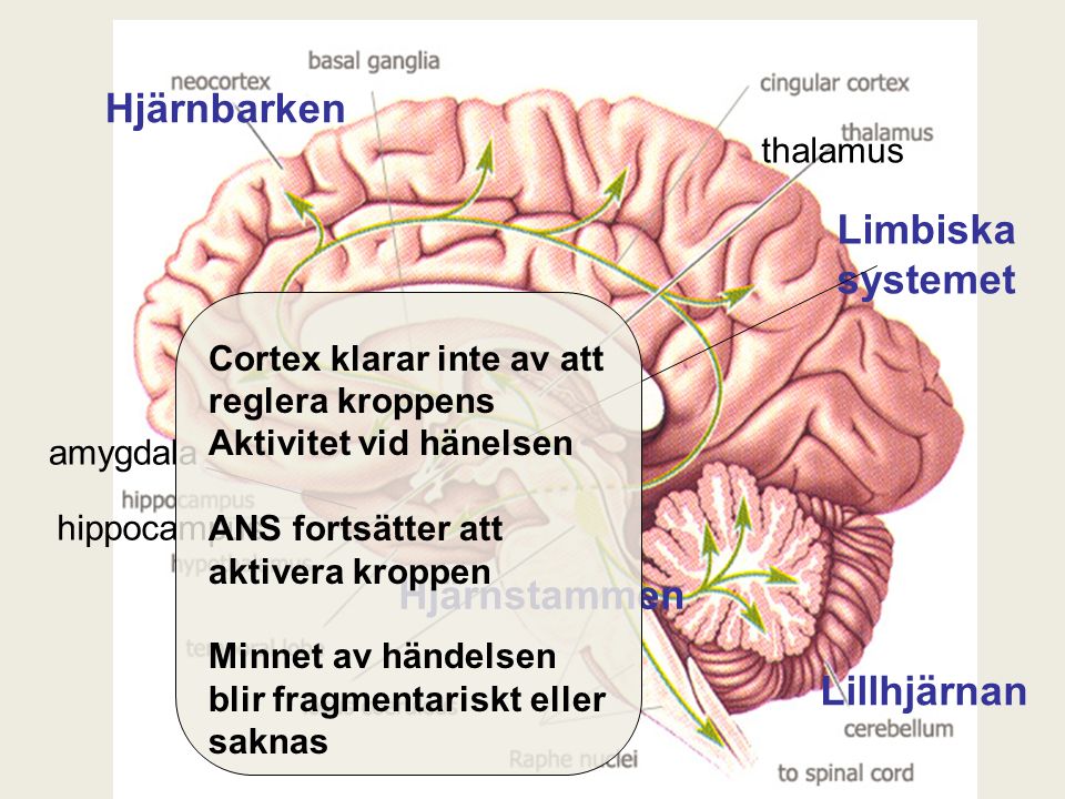 thalamus hippocampus Hjärnbarken Lillhjärnan amygdala Hjärnstammen Limbiska systemet Cortex klarar inte av att reglera kroppens Aktivitet vid hänelsen ANS fortsätter att aktivera kroppen Minnet av händelsen blir fragmentariskt eller saknas