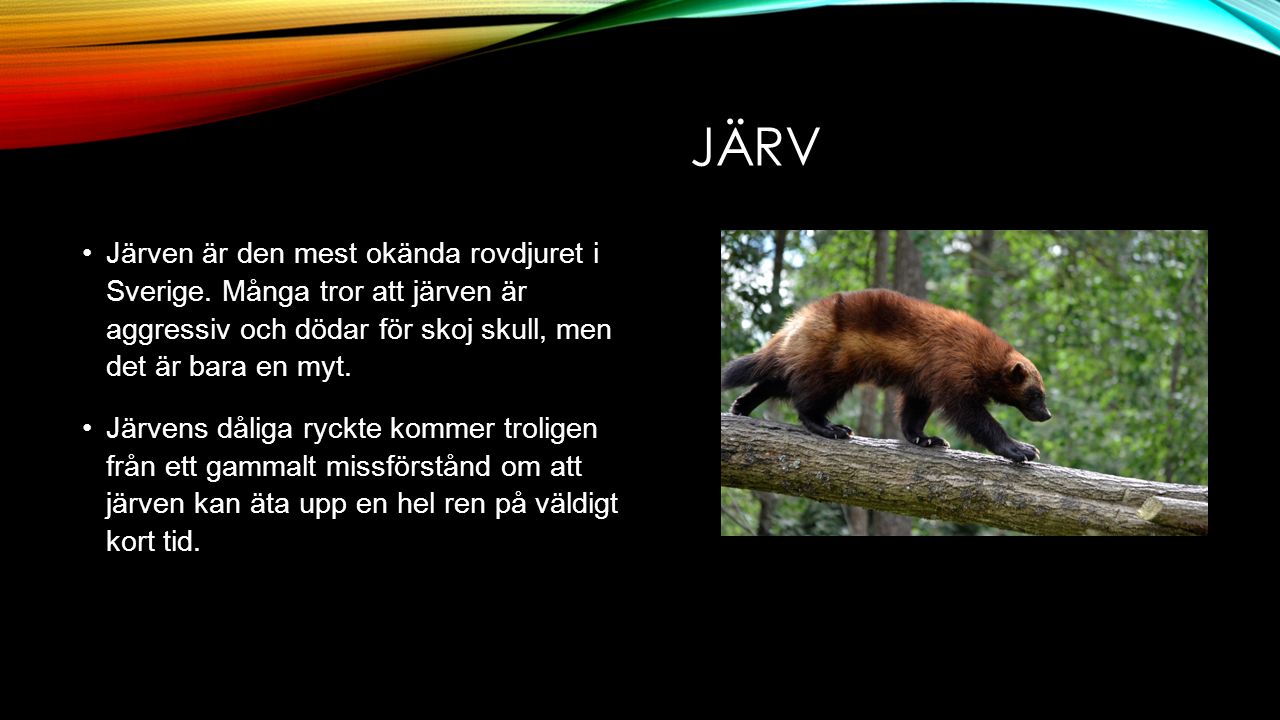 JÄRV Järven är den mest okända rovdjuret i Sverige.