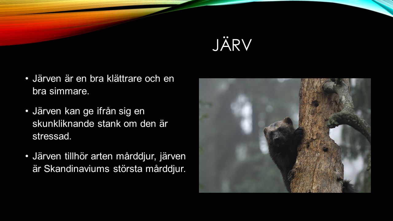 JÄRV Järven är en bra klättrare och en bra simmare.