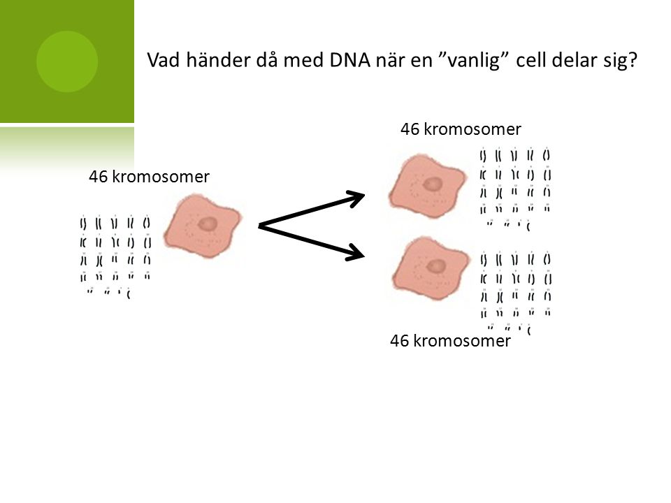 Vad händer då med DNA när en vanlig cell delar sig 46 kromosomer