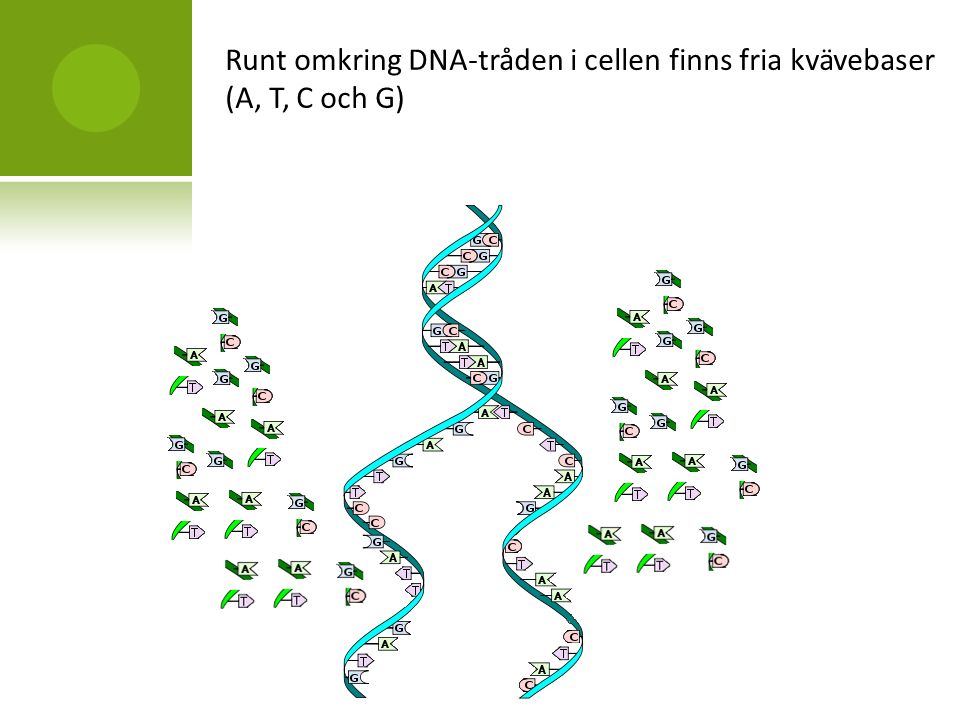 Runt omkring DNA-tråden i cellen finns fria kvävebaser (A, T, C och G)