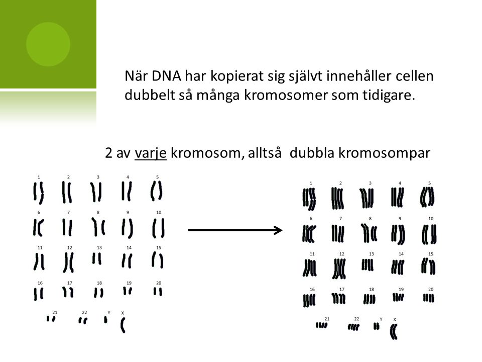 När DNA har kopierat sig självt innehåller cellen dubbelt så många kromosomer som tidigare.