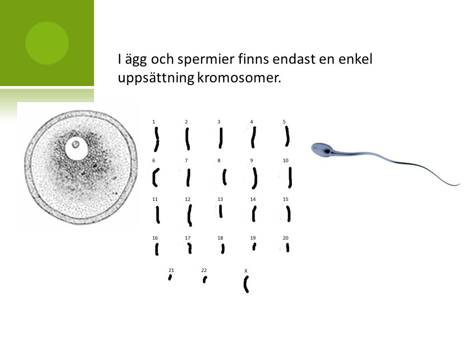 I ägg och spermier finns endast en enkel uppsättning kromosomer.