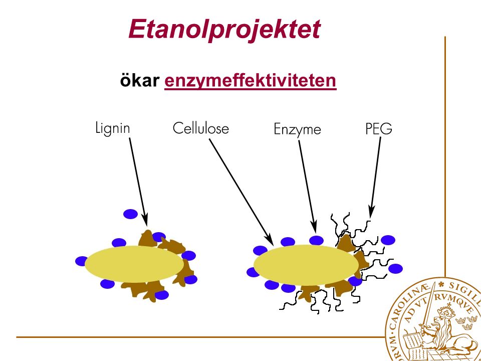 ökar enzymeffektiviteten Etanolprojektet