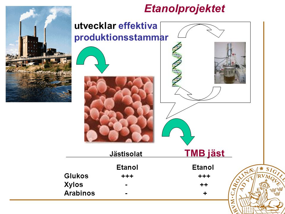 Jästisolat TMB jäst Etanol Etanol Glukos Xylos - ++ Arabinos - + utvecklar effektiva produktionsstammar Etanolprojektet