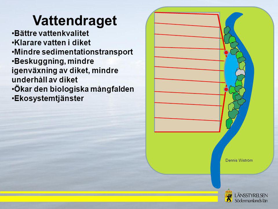 Dennis Wiström Vattendraget Bättre vattenkvalitet Klarare vatten i diket Mindre sedimentationstransport Beskuggning, mindre igenväxning av diket, mindre underhåll av diket Ökar den biologiska mångfalden Ekosystemtjänster