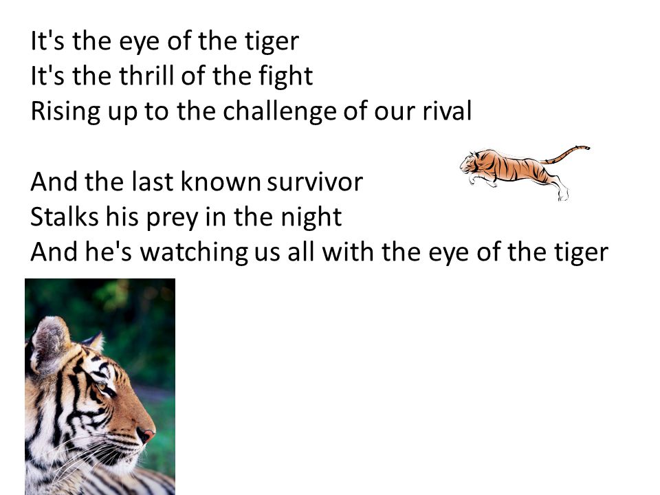 It s the eye of the tiger It s the thrill of the fight Rising up to the challenge of our rival And the last known survivor Stalks his prey in the night And he s watching us all with the eye of the tiger